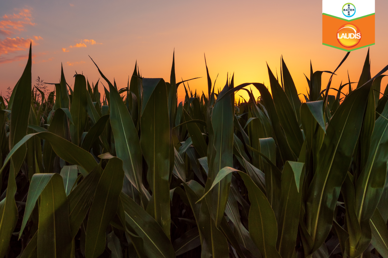 Cornfield Landscape. Plantation With Young Corn In Spring Season.