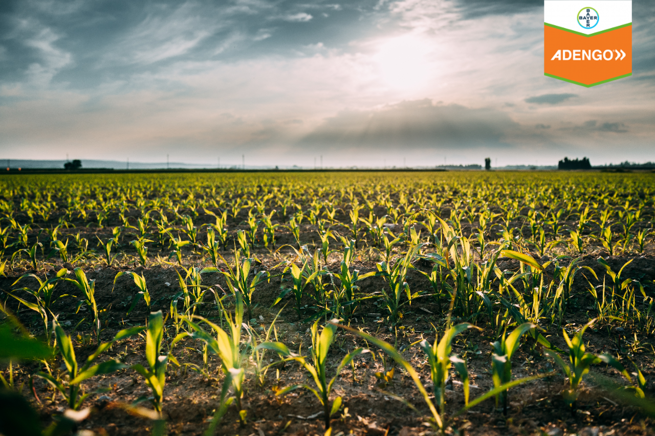 Cornfield Landscape. Plantation With Young Corn In Spring Season.