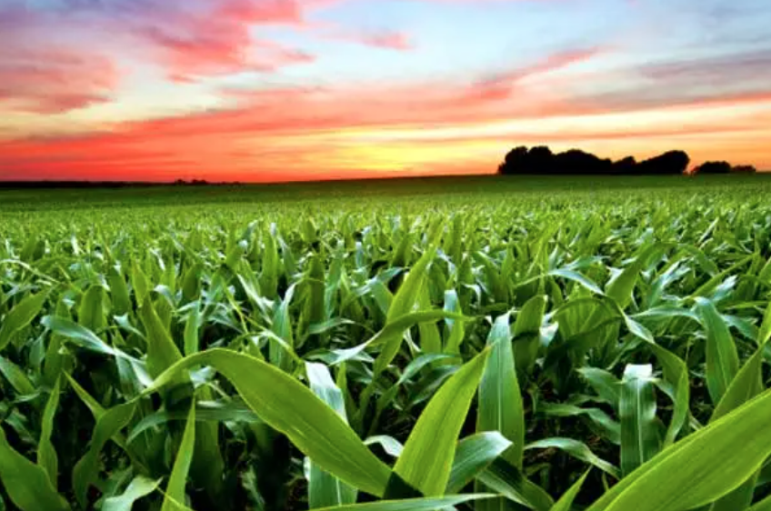 Lanzamiento Carbono Bayer Crop Science programa