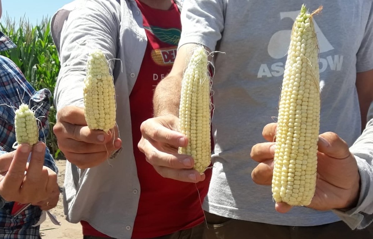 Lanzamiento Carbono Bayer Crop Science programa