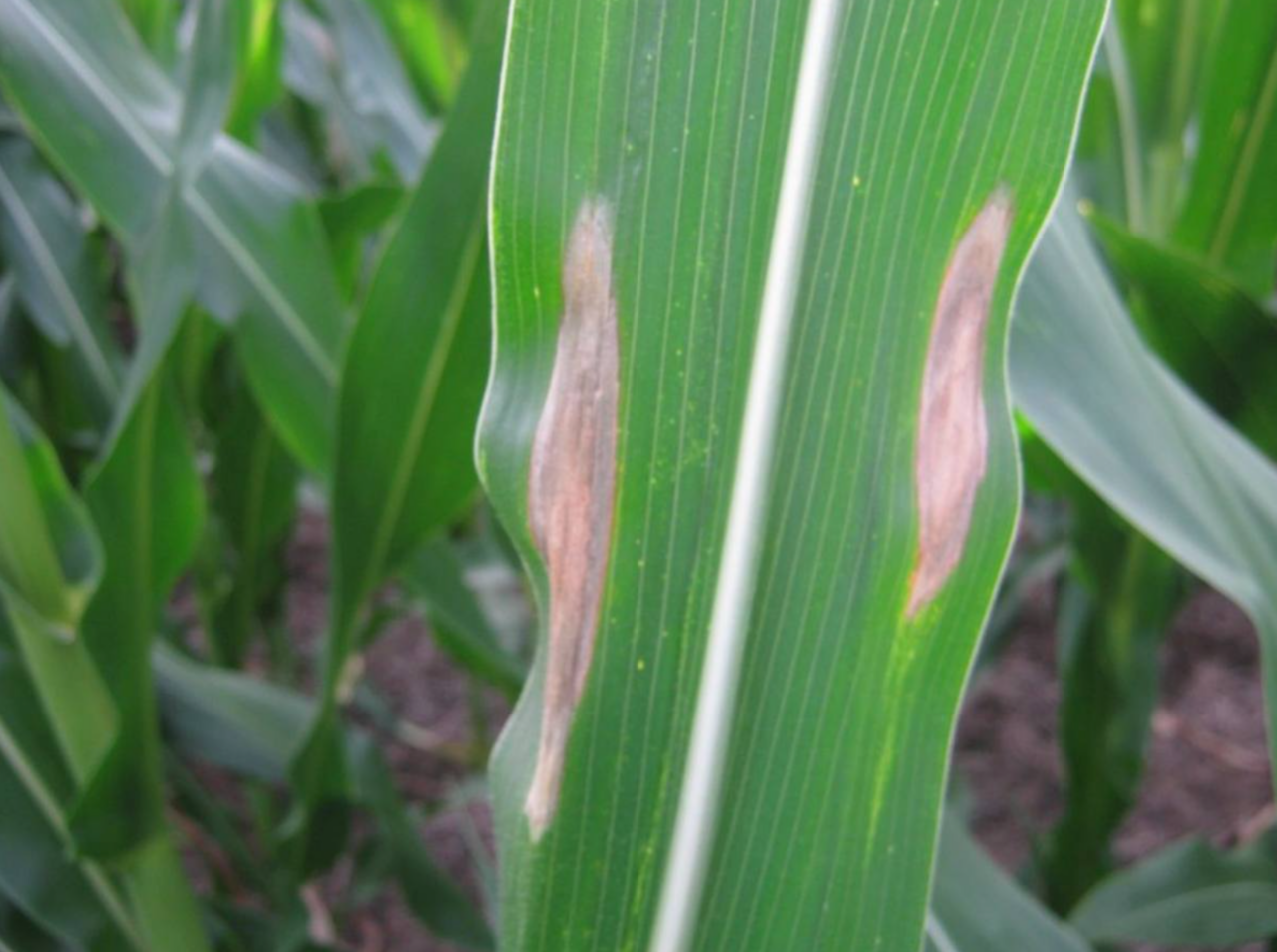 Lanzamiento Carbono Bayer Crop Science programa