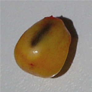 FPO